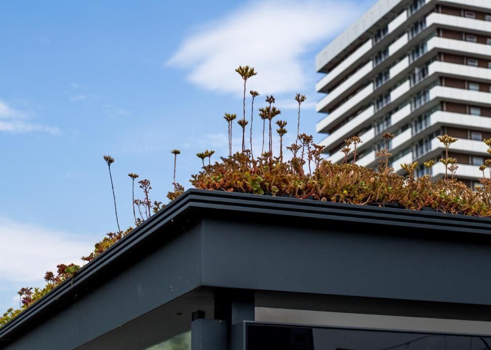 People create pollinator hotspots